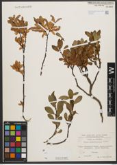 Foto von Salix waldsteiniana Willd.